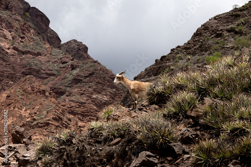 Side view of a brown and white wild goat standing on a rocky mountain slope with arid plants in Salta, Argentina. Cloudy day, gloomy weather. Concept of wilderness and observation