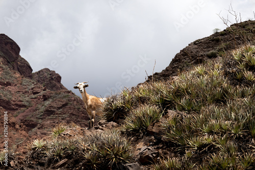 Brown and white wild goat standing and looking at camera on a rocky mountain slope with arid plants in Salta, Argentina. Cloudy day, gloomy weather. Concept of wilderness and travel