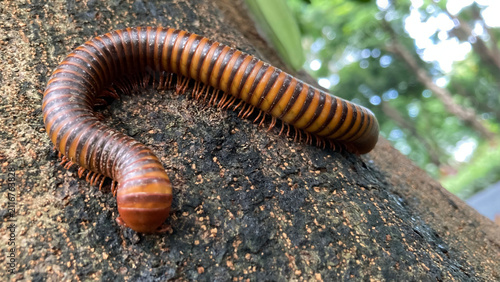 Bild auf Leinwand Giant millipedes crawl on trees, are scavengers in tropical ecosystems, and their excrement is rich in fertilizer that enriches the soil