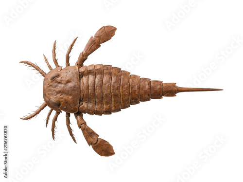 Bild auf Leinwand Detailed ancient eurypterid sea scorpion fossil isolated on white background wit