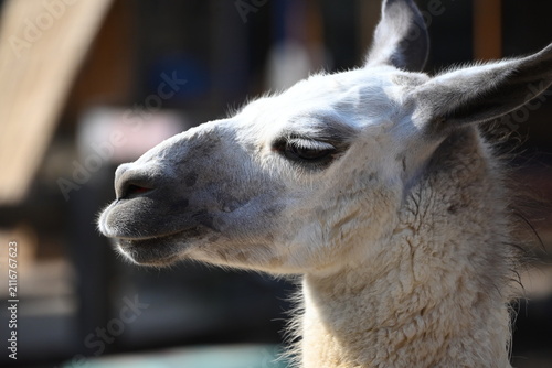 Close up profile of a white llama with closed eyes