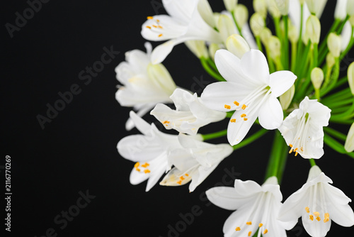 White Agapanthus Flower on Black Background