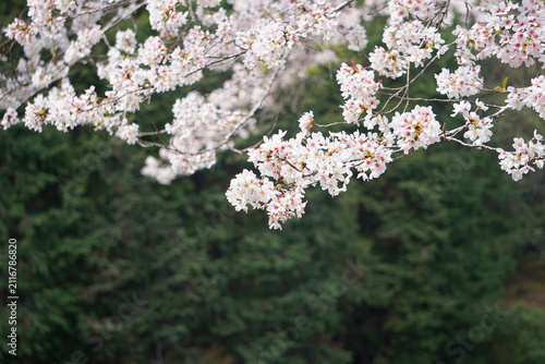 桜