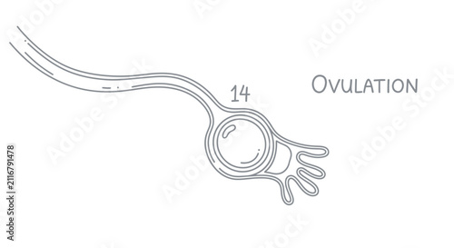 Ovulation process medical illustration