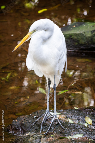 Obraz na plátně Ardea alba (Great egret) (Garça-branca-grande)