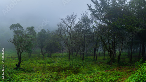 Cinematic Dark Misty Forest – Atmospheric Cold Woods Background