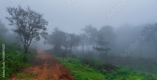 Cinematic Dark Misty Forest – Atmospheric Cold Woods Background