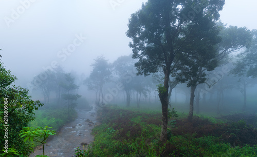 A small, pristine water stream cutting through a dense forest shrouded in dark, heavy mist. 