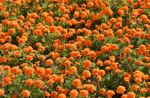 Tagetes flower in flowerbed