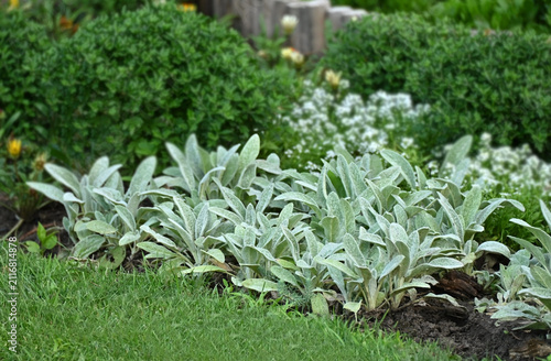 Stachys plant in flowerbed