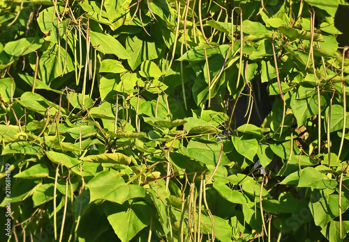 Catalpa tree (Catalpa spp.) with seed pods