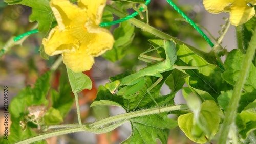 Canvastavla 家庭菜園にきたカマキリ