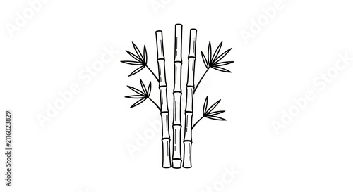 Bamboo plant with leaves growing.