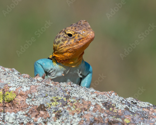 Male Collared Lizard in the Wichita Mountains