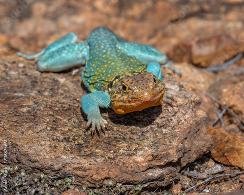 Male Collared Lizard in the Wichita Mountains
