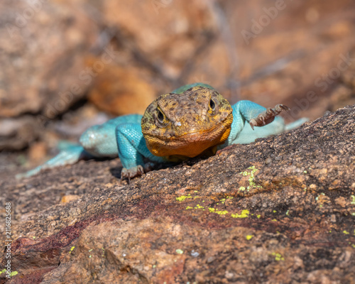 Male Collared Lizard in the Wichita Mountains