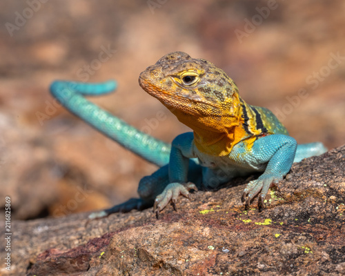 Male Collared Lizard in the Wichita Mountains