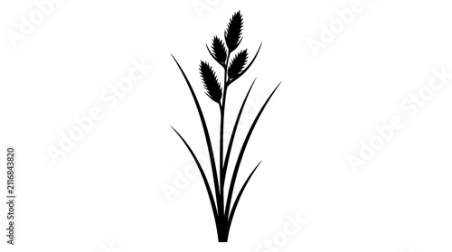 Photography Grass plant silhouette with multiple slender stalks and distinct seed heads at the top, creating an elegant and minimalist botanical illustration