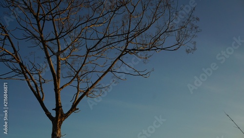 Tree branches in the dry season, stripped of their leaves, set against a blue morning sky.