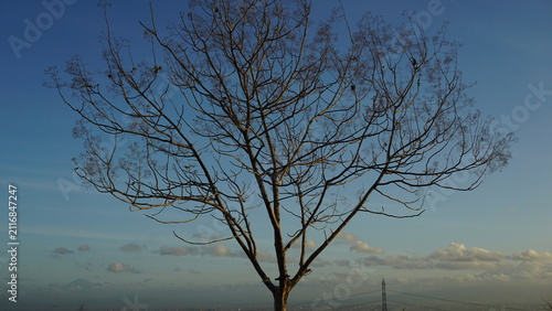 Tree branches in the dry season, stripped of their leaves, set against a blue morning sky.