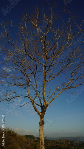 Obraz na plátně A tree shedding its leaves against a clear blue sky on a dry-season morning