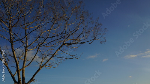 Tree branches in the dry season, stripped of their leaves, set against a blue morning sky.