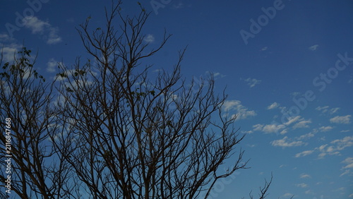 Tree branches in the dry season, stripped of their leaves, set against a blue morning sky.