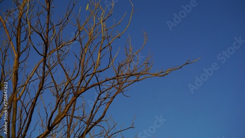 Tree branches in the dry season, stripped of their leaves, set against a blue morning sky.