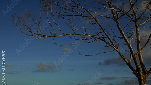 A tree shedding its leaves against a clear blue sky on a dry-season morning.