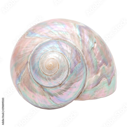Pastel rainbow spiral seashell. Iridescent nacreous snail shell isolated on white background.