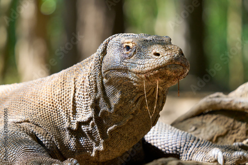 Komodo dragon on Komodo National Park, Flores, Indonesia