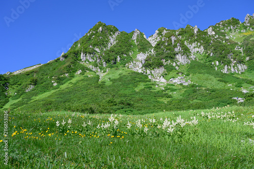夏の中央アルプス・千畳敷カールに咲き誇るコバイケイソウの高山植物