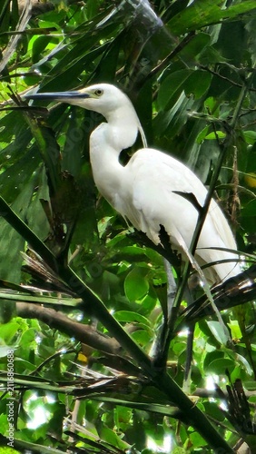 Fotografie ​Little egret perched on a lush green tree branch in nature.