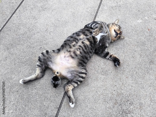 Tabby Cat Resting on Concrete Ground