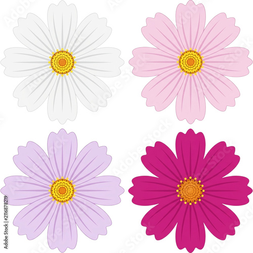 Simple Cosmos Flower Illustration