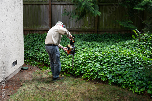 Elderly man wearing hearing protection and using a gas powered hedge trimmer to cut back invasive English Ivy vines, homeowner maintenance and upkeep, garden and yard work
