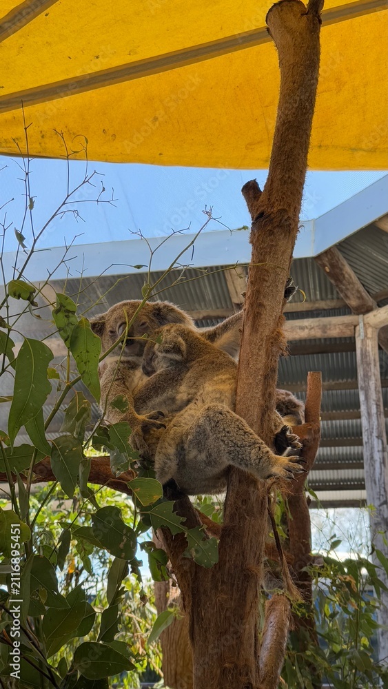 Fototapeta premium koala in the zoo