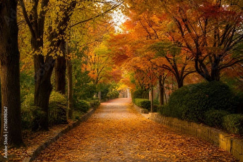 Warm Autumn Walkway Passes Colorful Trees and Leaf Covered Ground in Rich Seasonal Golden Tones