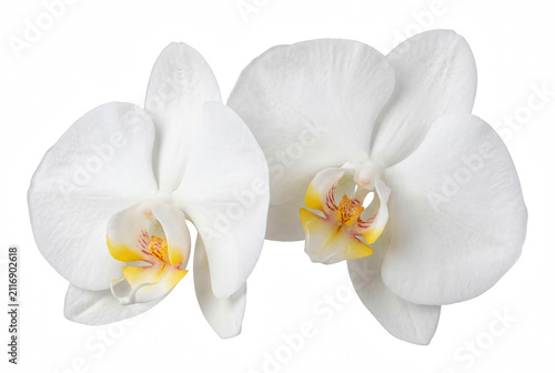 Foto Elegant White Phalaenopsis Orchids with Vibrant Yellow and Orange Centers