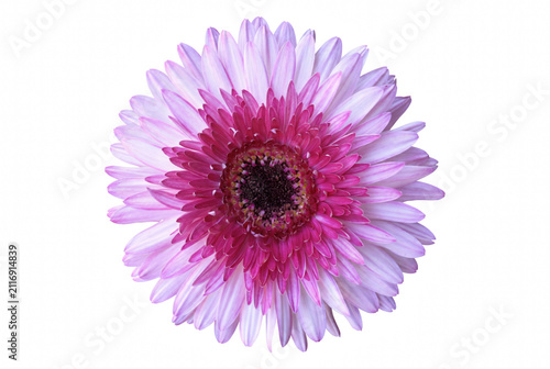 Принти на полотні Vibrant Pink and Purple Gerbera Daisy Bloom