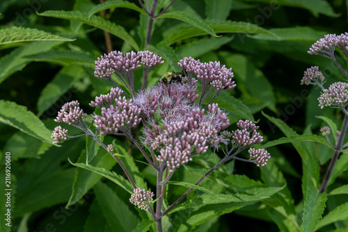 Abstract texture background of a meadow of spotted Joe-Pye weed (Eutrochium maculatum) wildflowers in bloom