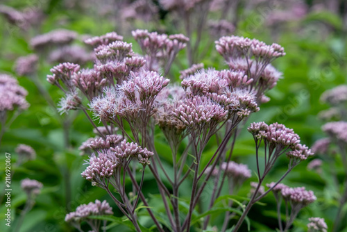 Abstract texture background of a meadow of spotted Joe-Pye weed (Eutrochium maculatum) wildflowers in bloom