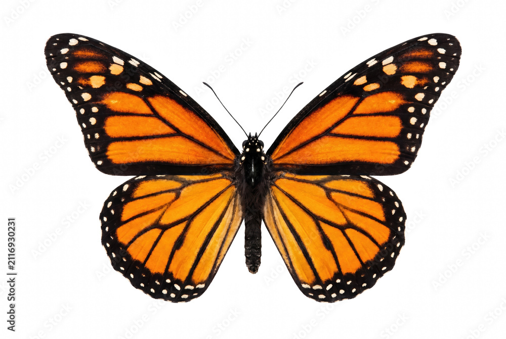 Naklejka premium Vibrant Orange Monarch Butterfly with Outstretched Wings