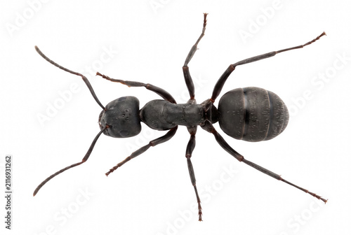 Fotografía Macro Photography of a Dark Ant from an Overhead Perspective