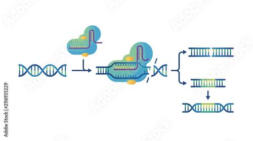 Flowchart showing DNA cleavage and repair molecular process.