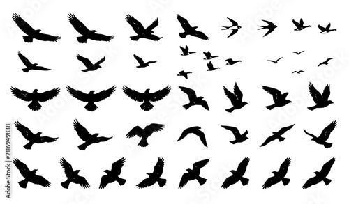 Bild auf Leinwand Collection of various bird silhouettes in flight isolated on a white background