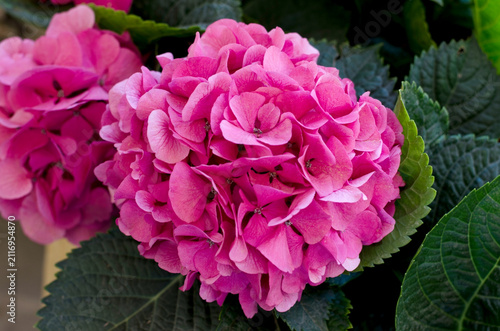 Vivid magenta pink flower with rich layered petals and  green leaves background