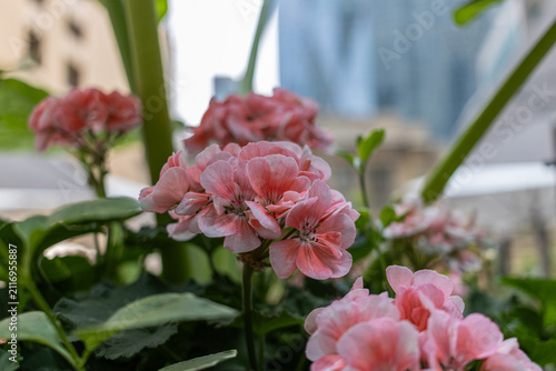 Flowers in the street