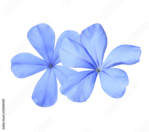 Obraz na plátně White plumbago or Cape leadwort flower