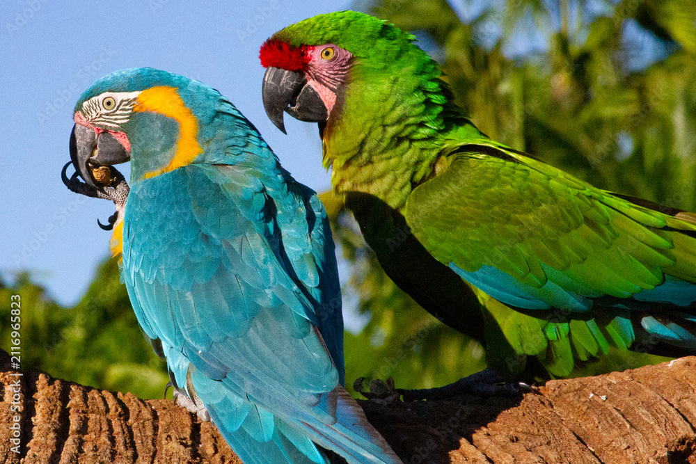 Naklejka premium Macaws